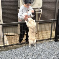 神対応