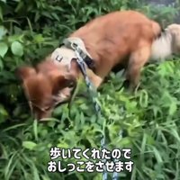 歩く犬1