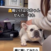 犬を横方向に移動させようと手を添える飼い主