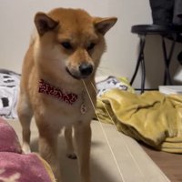 輪ゴムを引っ張るそら君