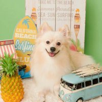 ラテくんのビフォーアフター8