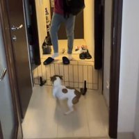 男性を迎えに玄関に出向く犬