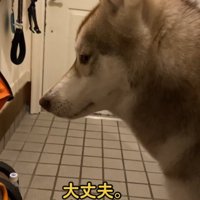 パパの帰りを待つ犬の横顔