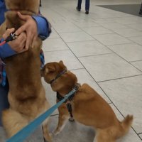 ナラちゃん＆ソラくんとママの再会4