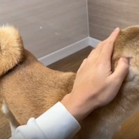 なでられる犬1