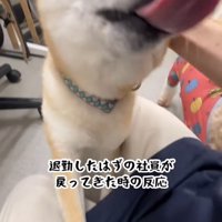 職員の顔を舐めようとする豆柴