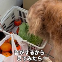 変な音がする…！？