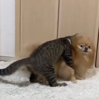 犬に体を寄せる子猫