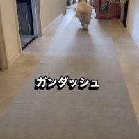 おもちゃを探しに