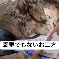 男の子の顔に前足を乗せて眠るダックス