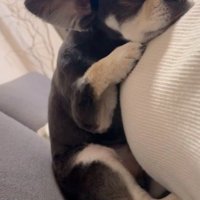 横になっている女性のお腹にあごを乗せて見つめる犬