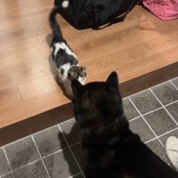微笑ましい追いかけっこ