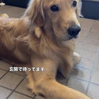 玄関で伏せる犬