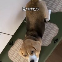 見上げる犬