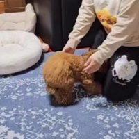 場所を移動した飼い主のところへ駆け寄る犬