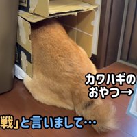 カワハギを見せると…