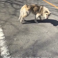 道路を歩く痩せた犬