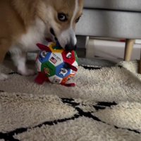 ボールを咥えて飼い主から逃げる犬