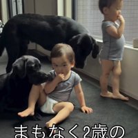 おやつを食べる双子の赤ちゃんを近くで見つめる2頭の犬