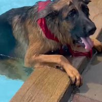 助けを求める大型犬