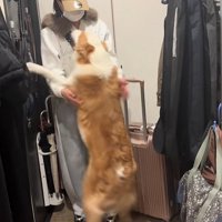 飼い主の姉に飛びつく中型犬