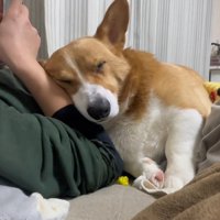 スマホを触っている男性にくっついて眠る犬