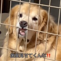 歯茎と前歯を出していくスタイル