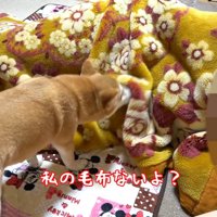 お鼻で毛布をツン♪