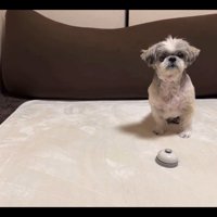 初めてベル鳴らしに挑戦