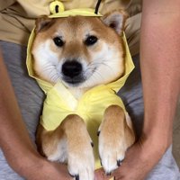 愛くるしいミツバチに変身♡