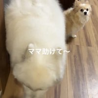 足元に寄る犬