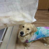 一緒に夕食を食べよう