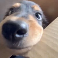 顔を近づける犬