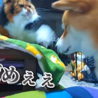 華麗に避けるスティーブくん
