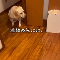 部屋の入り口に座って室内を見つめる犬