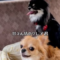 鳴きだすクレアくん