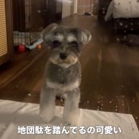 旅行中のティノちゃん9