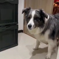 怯える表情の犬