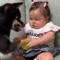 ボールを落とす柴犬さん