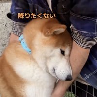 「まだ遊びたい」