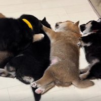 昼寝をする子犬たち