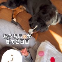 赤ちゃんと犬