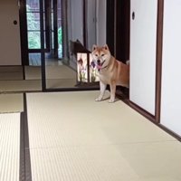 犬好きにはたまらない…！