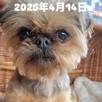 お迎え時のわっふちゃん1