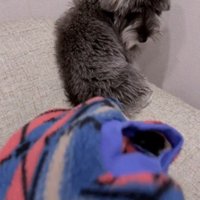 飼い主に背中を向けながら洋服を見つめる犬