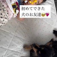 赤ちゃんとワンちゃんの初対面8