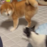 ワンプロが始まった