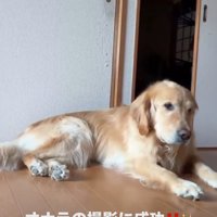 正面を向く犬