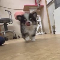懸命
