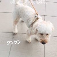 散歩中の犬